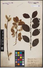 Foto von Salix caprea L.